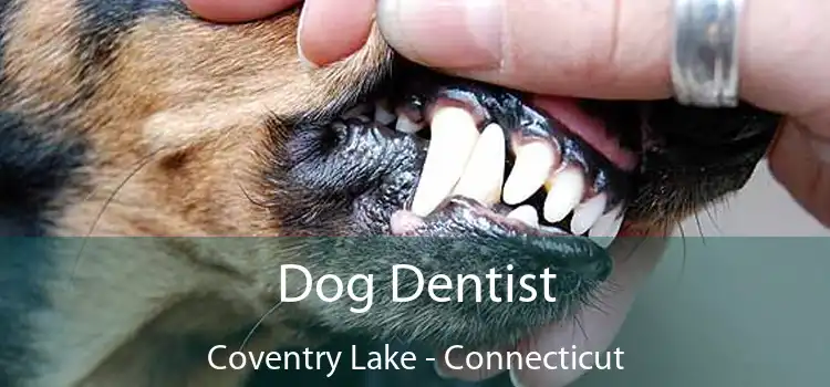 Dog Dentist Coventry Lake - Connecticut