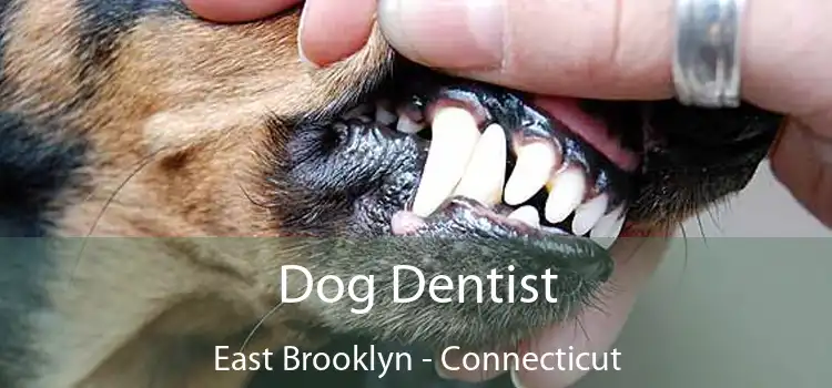 Dog Dentist East Brooklyn - Connecticut