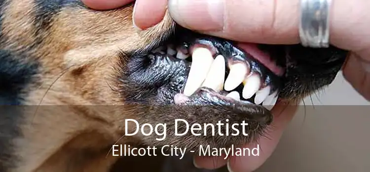 Dog Dentist Ellicott City - Maryland