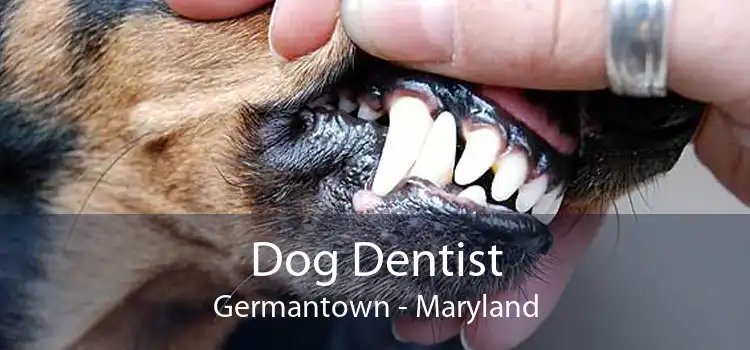 Dog Dentist Germantown - Maryland