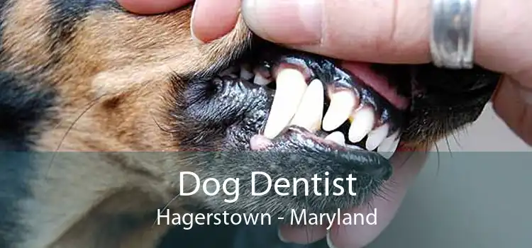 Dog Dentist Hagerstown - Maryland