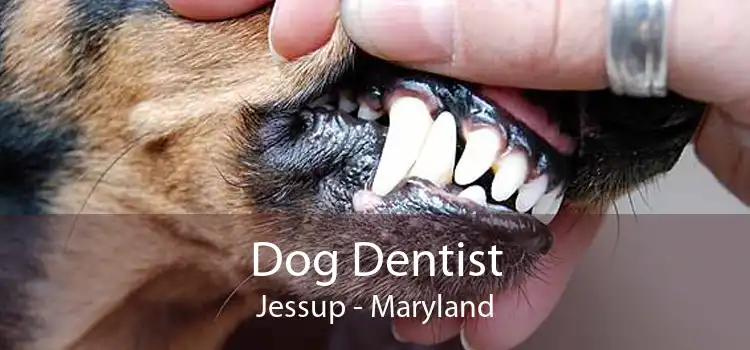 Dog Dentist Jessup - Maryland