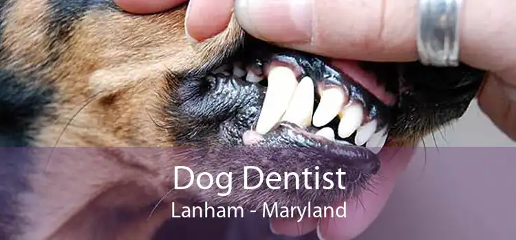 Dog Dentist Lanham - Maryland