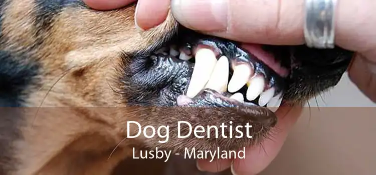 Dog Dentist Lusby - Maryland