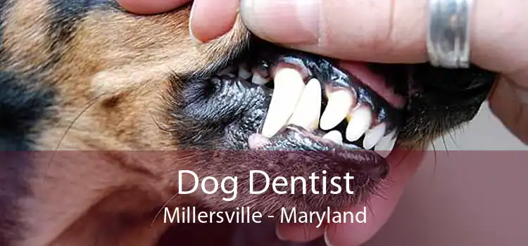 Dog Dentist Millersville - Maryland