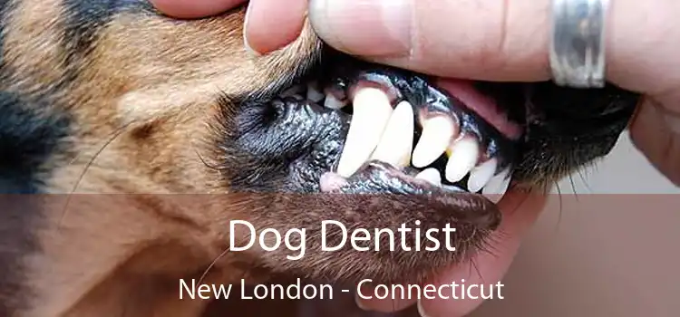 Dog Dentist New London - Connecticut