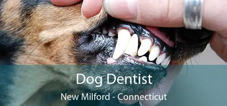 Dog Dentist New Milford - Connecticut