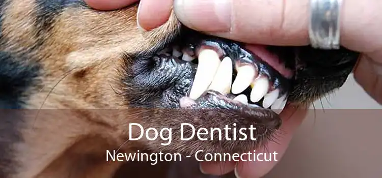 Dog Dentist Newington - Connecticut