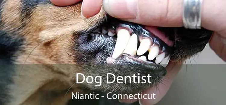 Dog Dentist Niantic - Connecticut