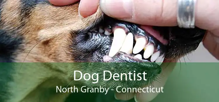 Dog Dentist North Granby - Connecticut