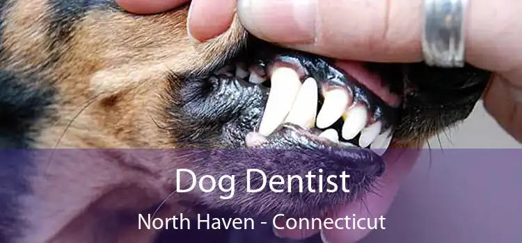 Dog Dentist North Haven - Connecticut