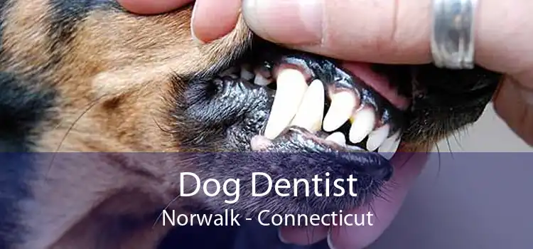Dog Dentist Norwalk - Connecticut