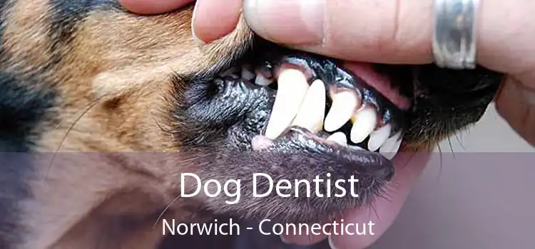 Dog Dentist Norwich - Connecticut