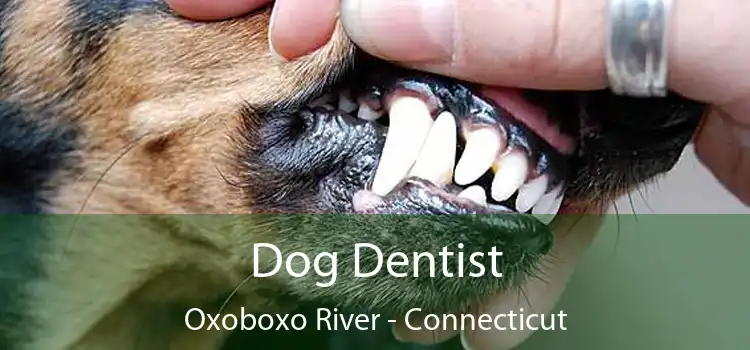 Dog Dentist Oxoboxo River - Connecticut