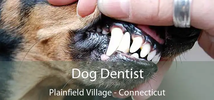 Dog Dentist Plainfield Village - Connecticut