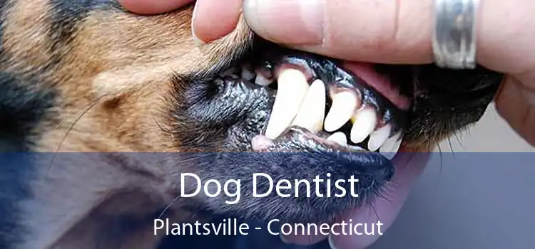 Dog Dentist Plantsville - Connecticut