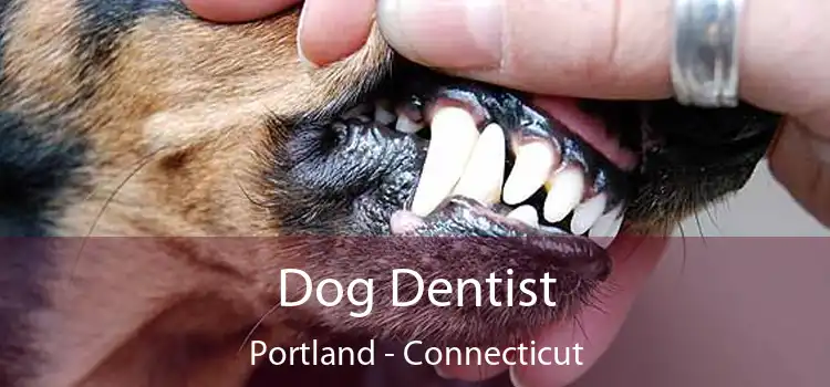 Dog Dentist Portland - Connecticut