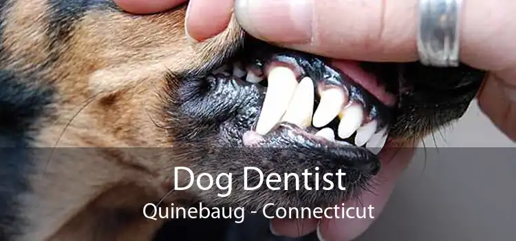 Dog Dentist Quinebaug - Connecticut