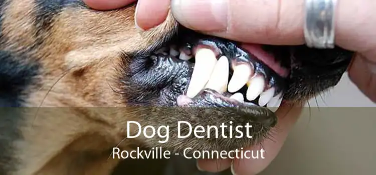 Dog Dentist Rockville - Connecticut