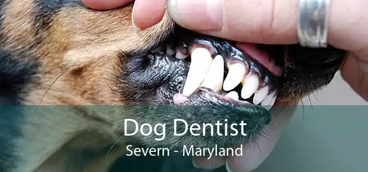 Dog Dentist Severn - Maryland