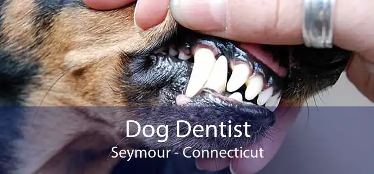 Dog Dentist Seymour - Connecticut