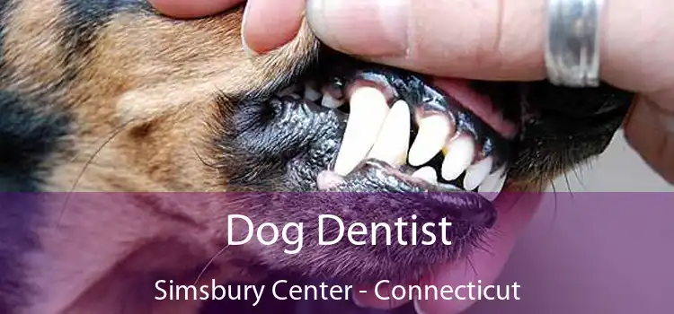 Dog Dentist Simsbury Center - Connecticut