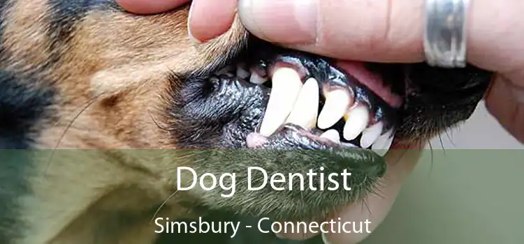 Dog Dentist Simsbury - Connecticut