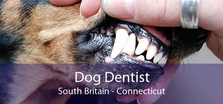 Dog Dentist South Britain - Connecticut