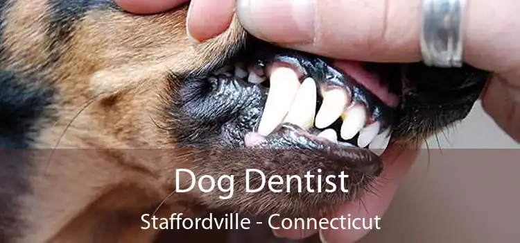 Dog Dentist Staffordville - Connecticut