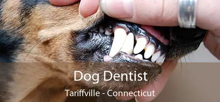 Dog Dentist Tariffville - Connecticut