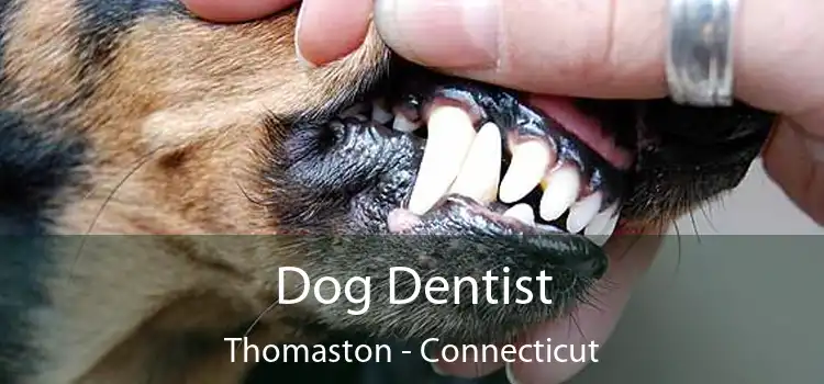 Dog Dentist Thomaston - Connecticut