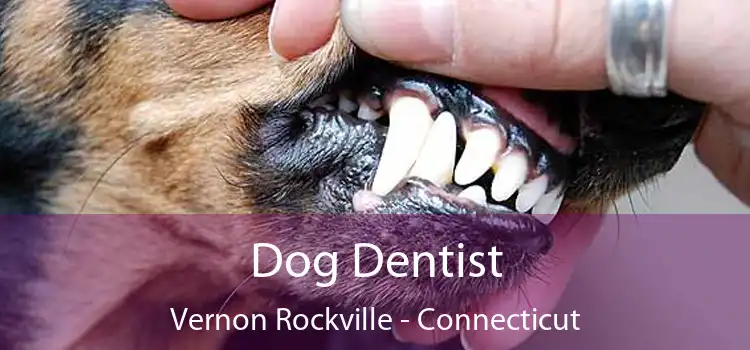 Dog Dentist Vernon Rockville - Connecticut