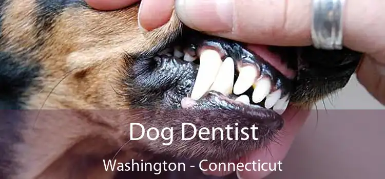 Dog Dentist Washington - Connecticut