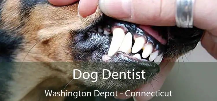 Dog Dentist Washington Depot - Connecticut