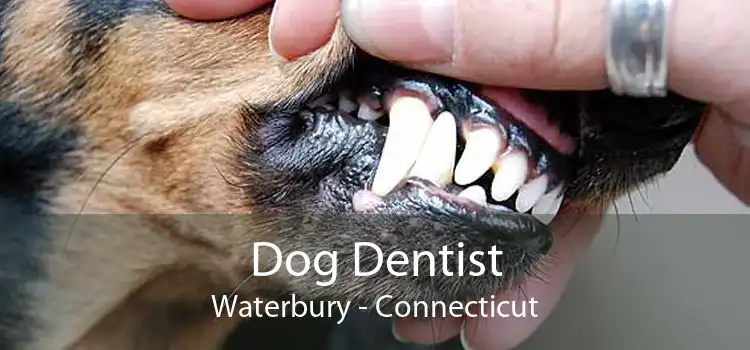 Dog Dentist Waterbury - Connecticut