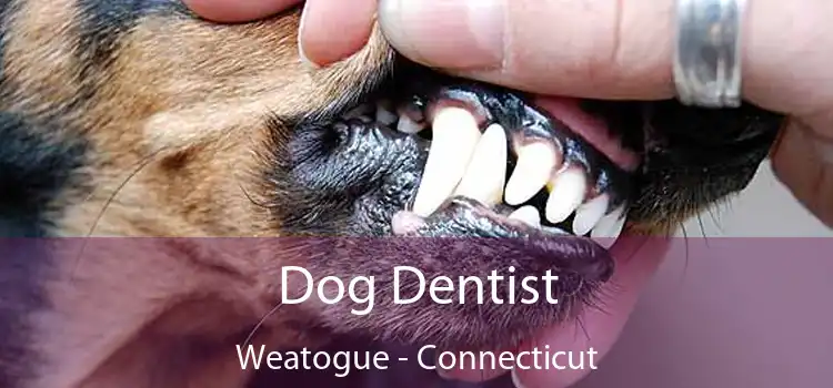 Dog Dentist Weatogue - Connecticut