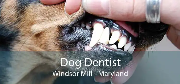 Dog Dentist Windsor Mill - Maryland