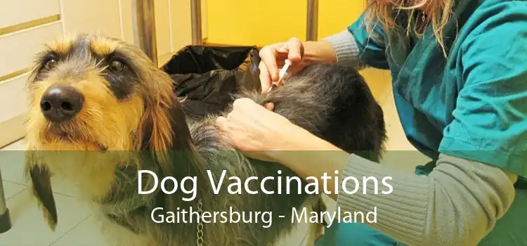 Dog Vaccinations Gaithersburg - Maryland