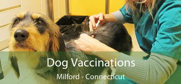 Dog Vaccinations Milford - Connecticut