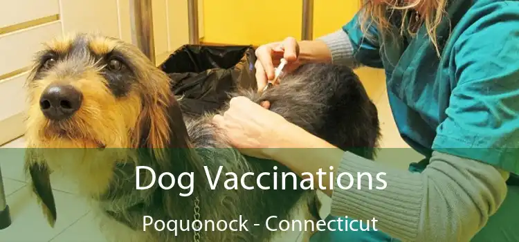 Dog Vaccinations Poquonock - Connecticut