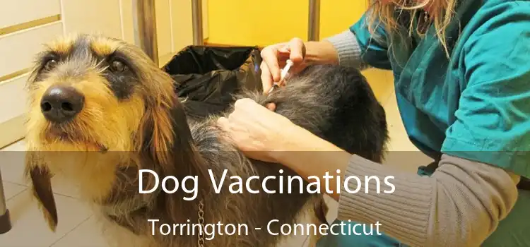 Dog Vaccinations Torrington - Connecticut