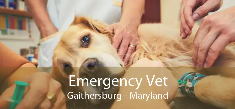 Emergency Vet Gaithersburg - Maryland