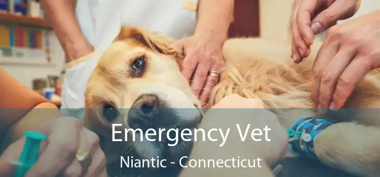 Emergency Vet Niantic - Connecticut