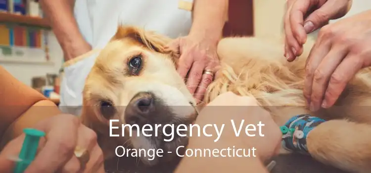 Emergency Vet Orange - Connecticut