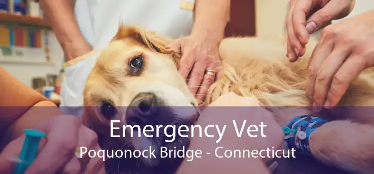 Emergency Vet Poquonock Bridge - Connecticut