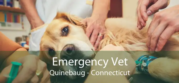 Emergency Vet Quinebaug - Connecticut
