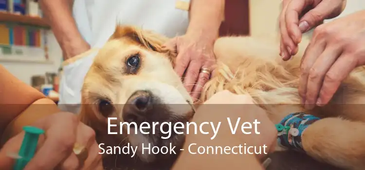 Emergency Vet Sandy Hook - Connecticut