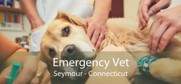 Emergency Vet Seymour - Connecticut