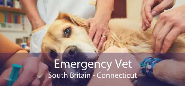 Emergency Vet South Britain - Connecticut