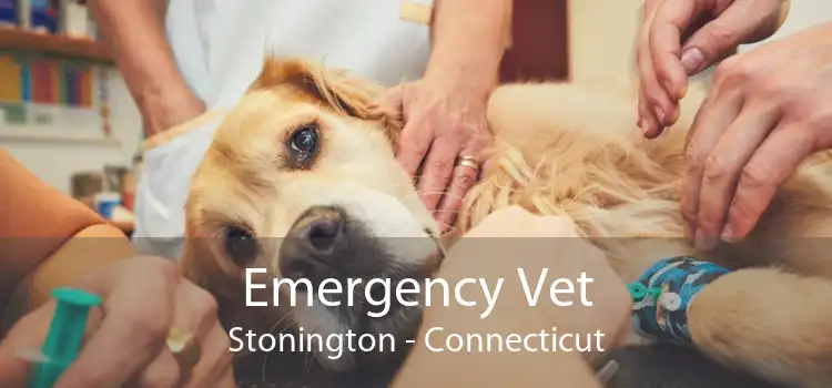 Emergency Vet Stonington - Connecticut